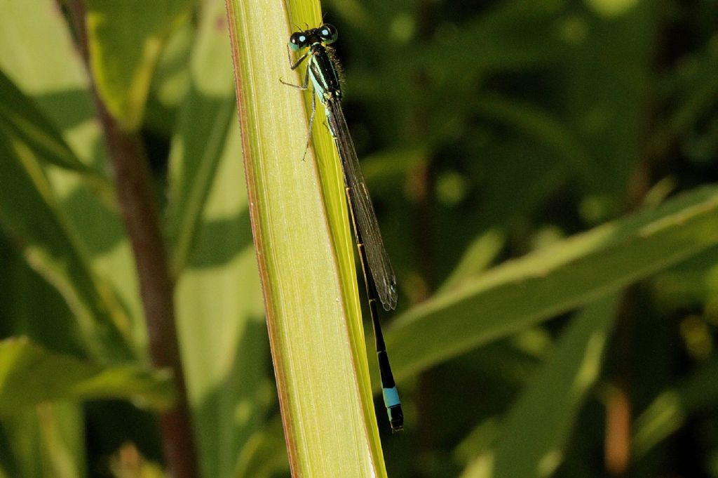 Ischnura elegans maschio?